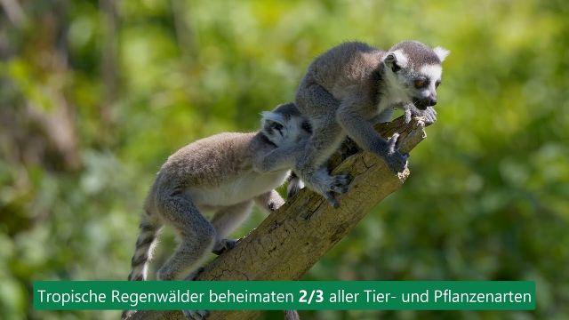 1 Million-Bäume-Challenge by carbon-connect